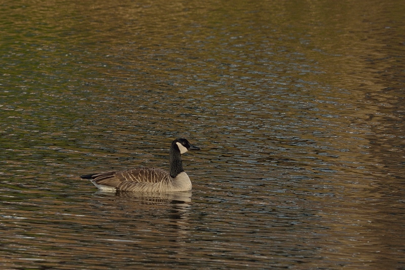 Grote Canadese Gans